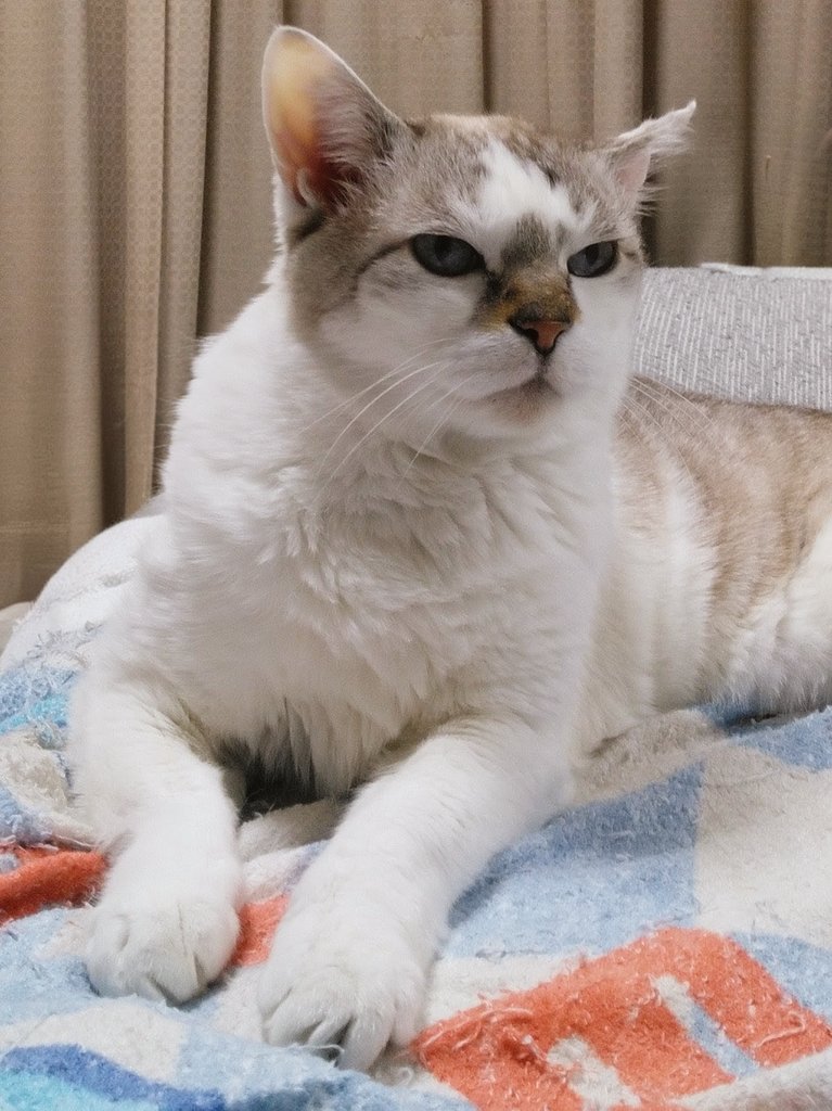 ancoroid tweet media