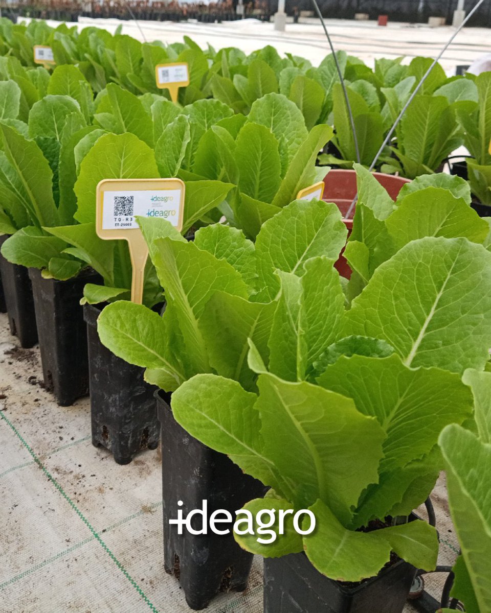 IDEAGRO tweet media