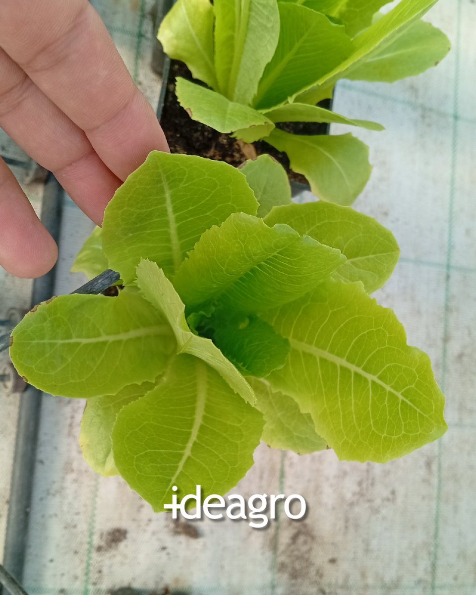 IDEAGRO tweet media