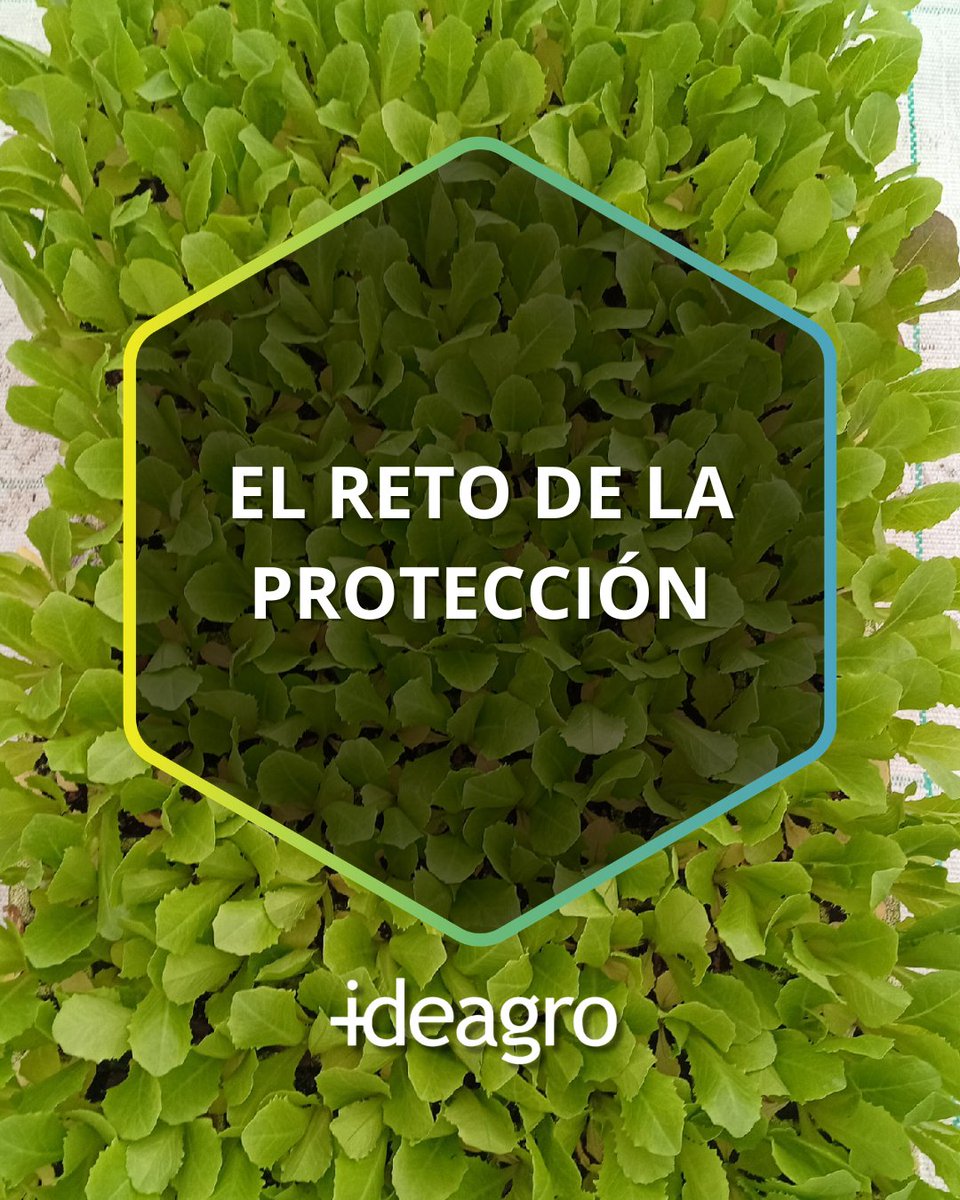 IDEAGRO tweet media