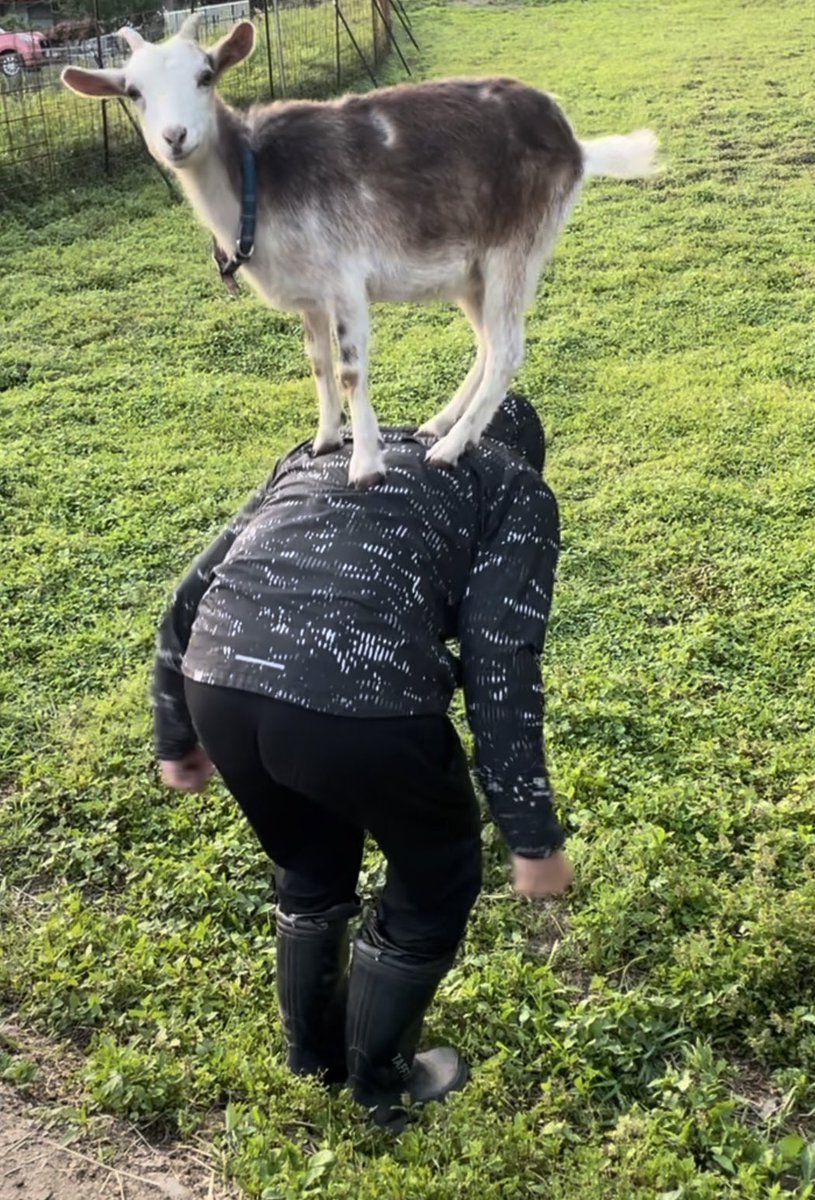 あおりヤギ🐐。。 tweet media