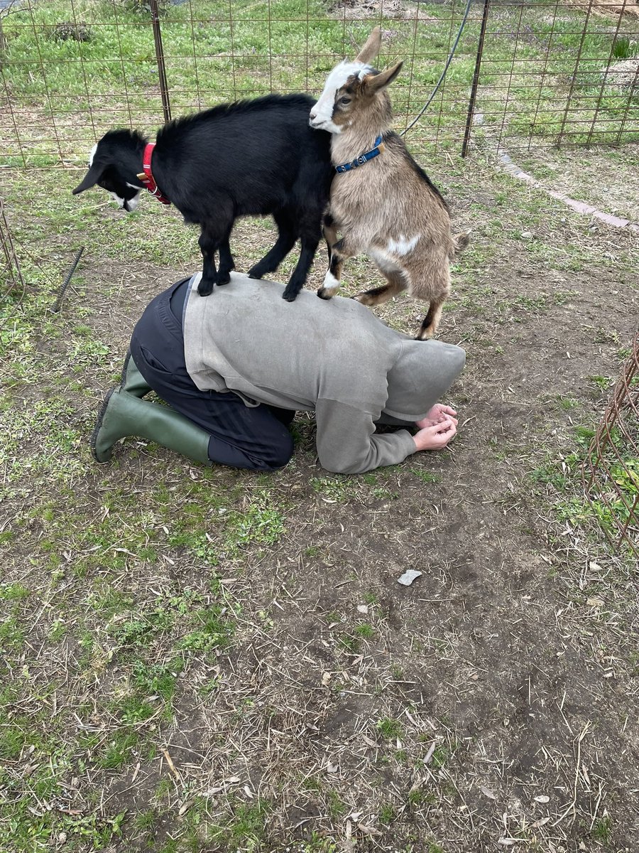 あおりヤギ🐐。。 tweet media