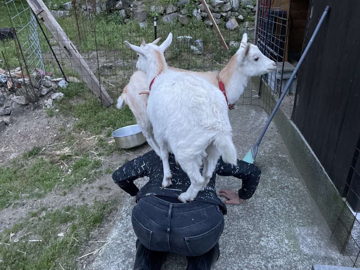 あおりヤギ🐐。。 tweet media