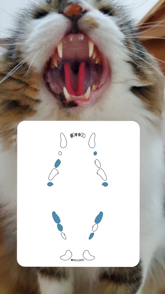 ねこのひと的な(chicory) tweet media