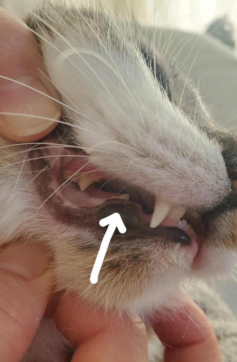 ねこのひと的な(chicory) tweet media