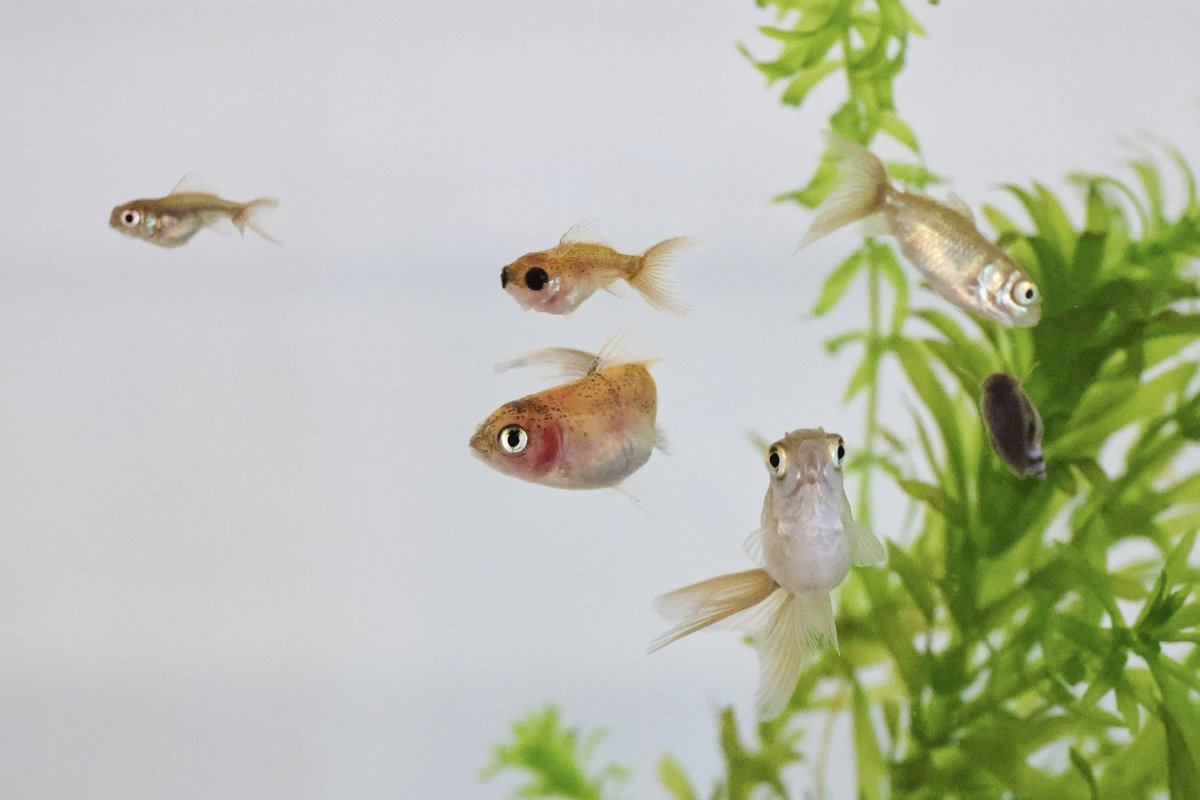 めちゃくちゃかわいくなってきた
#金魚