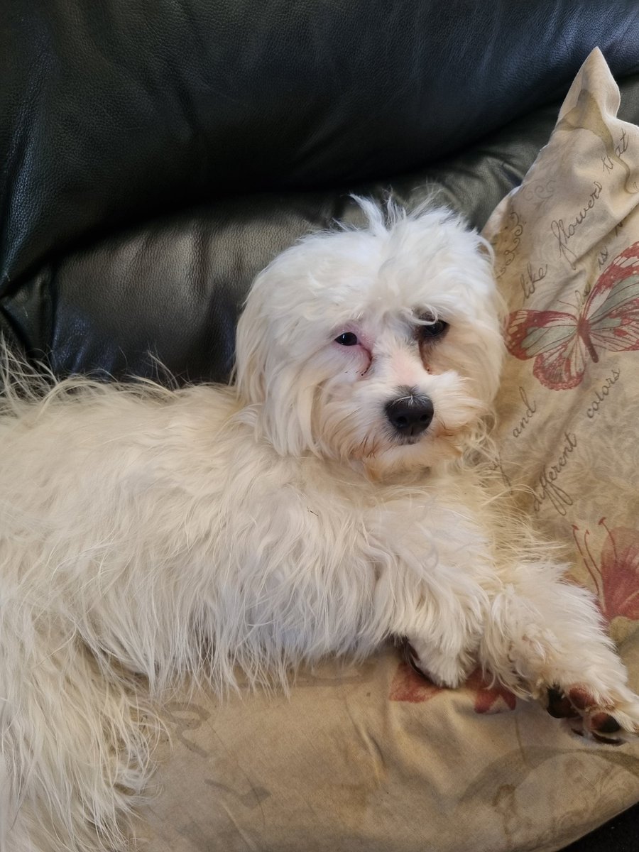 Tertia / Tiffie #TeamSteve tweet media