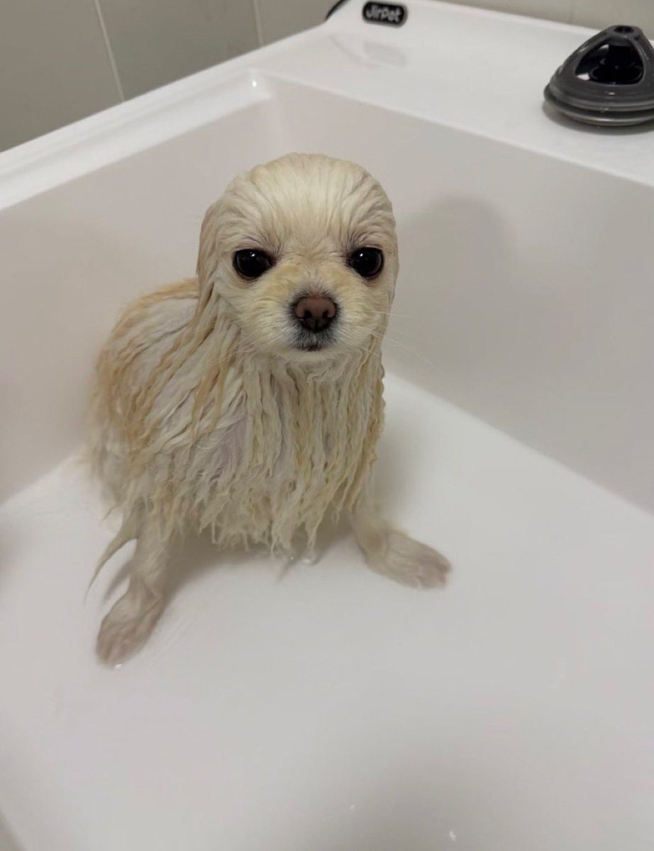 everything dogs 🐶 tweet media