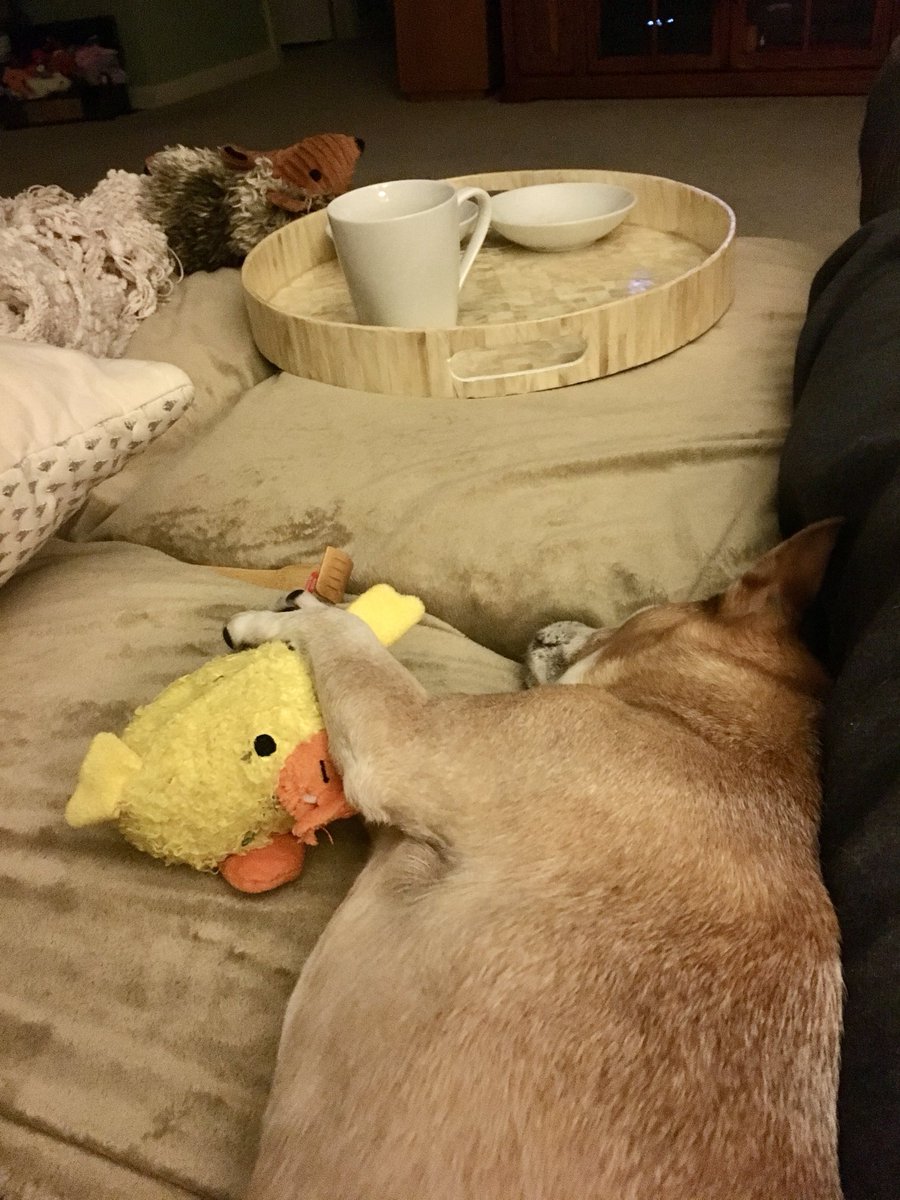 Bruiser31824417's tweet image. #FlashbackFriday
#FureverLoved

Tuckered out with his ducky 😴 

Miss him 😢
