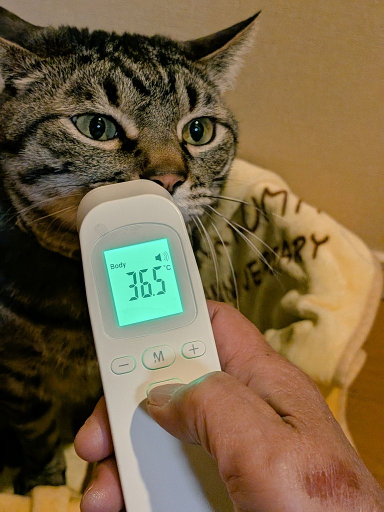 マダムよしこ tweet media