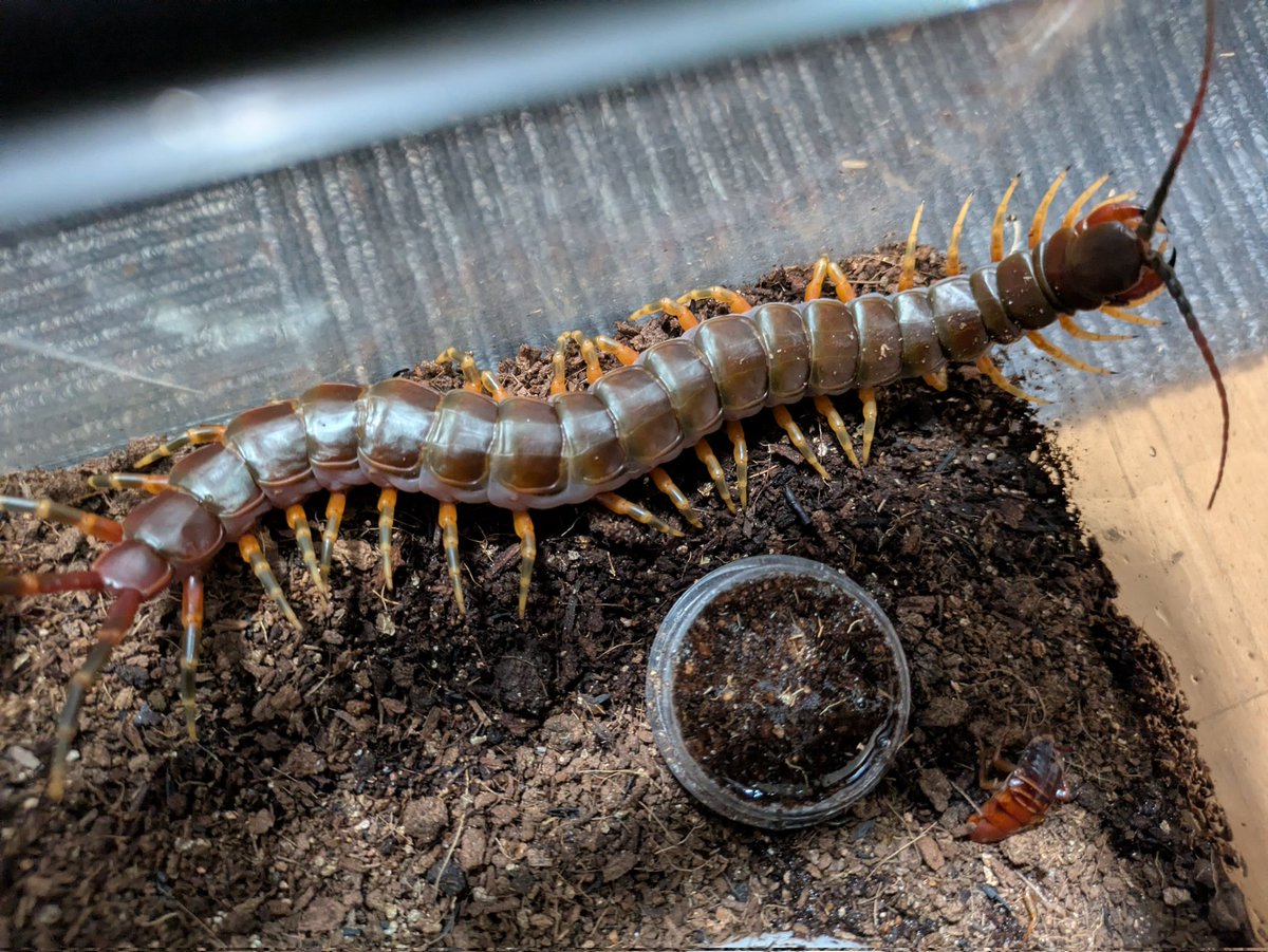 tomatotoma80866's tweet image. ガラパゴスジャイアント♀
Scolopendra galapagoensis