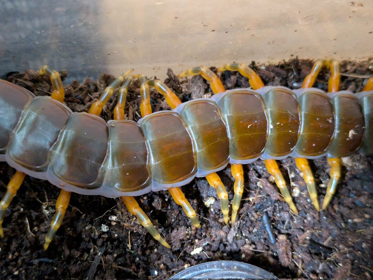 tomatotoma80866's tweet image. ガラパゴスジャイアント♀
Scolopendra galapagoensis