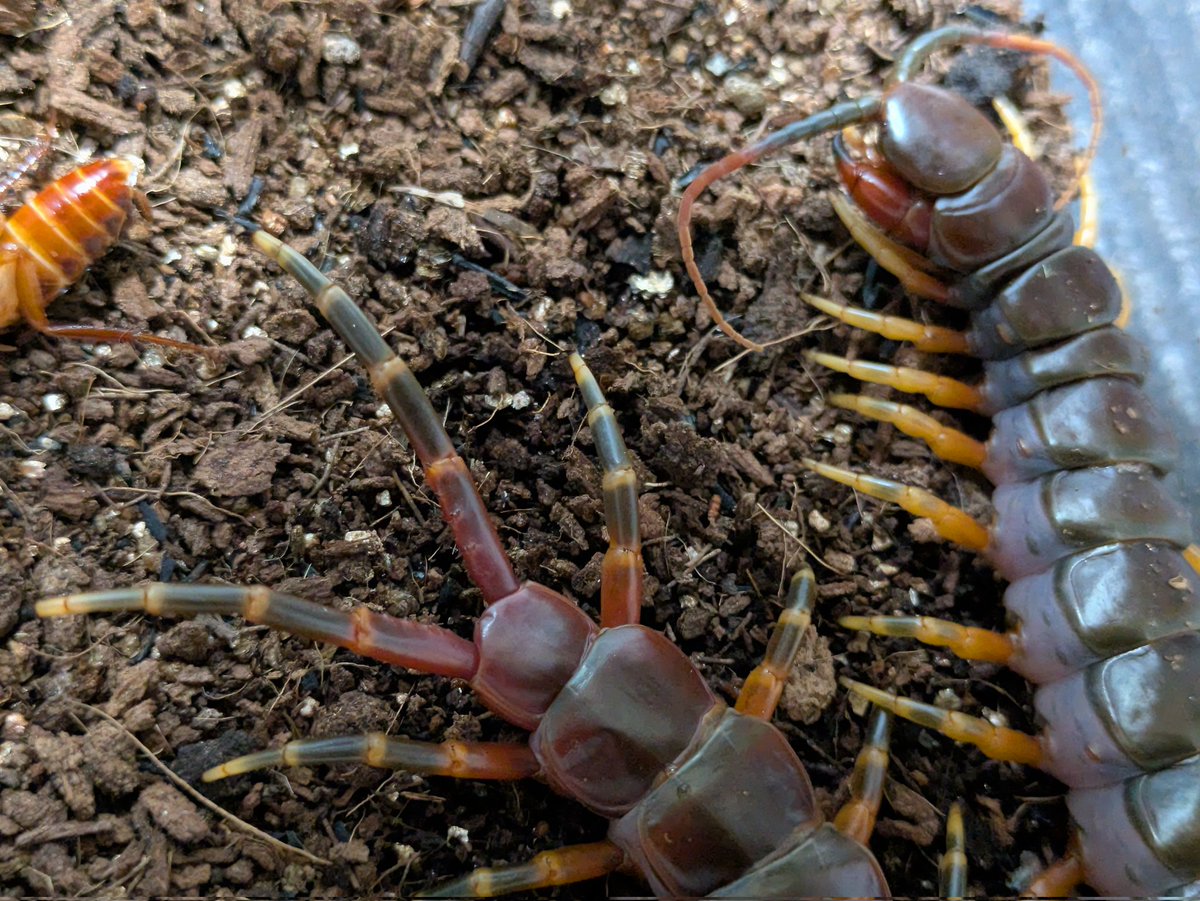 tomatotoma80866's tweet image. ガラパゴスジャイアント♀
Scolopendra galapagoensis