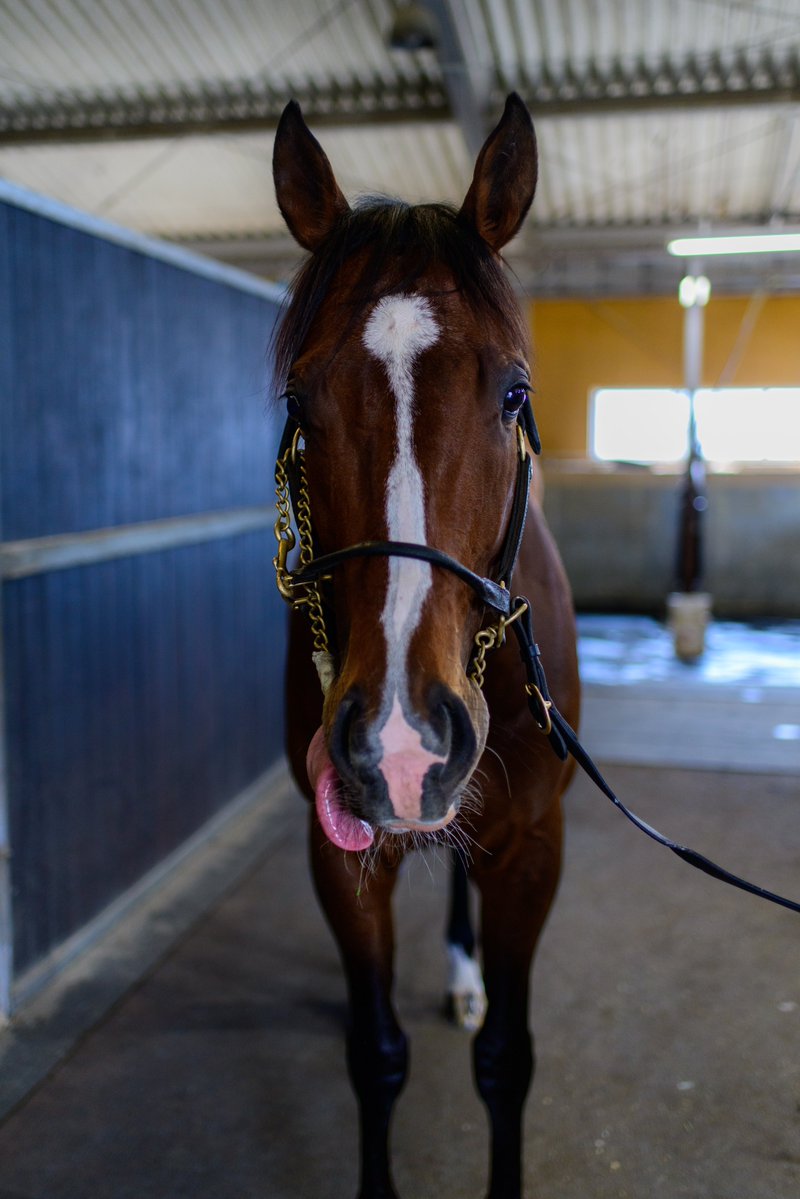 すずメ🚩競馬・写真 tweet media