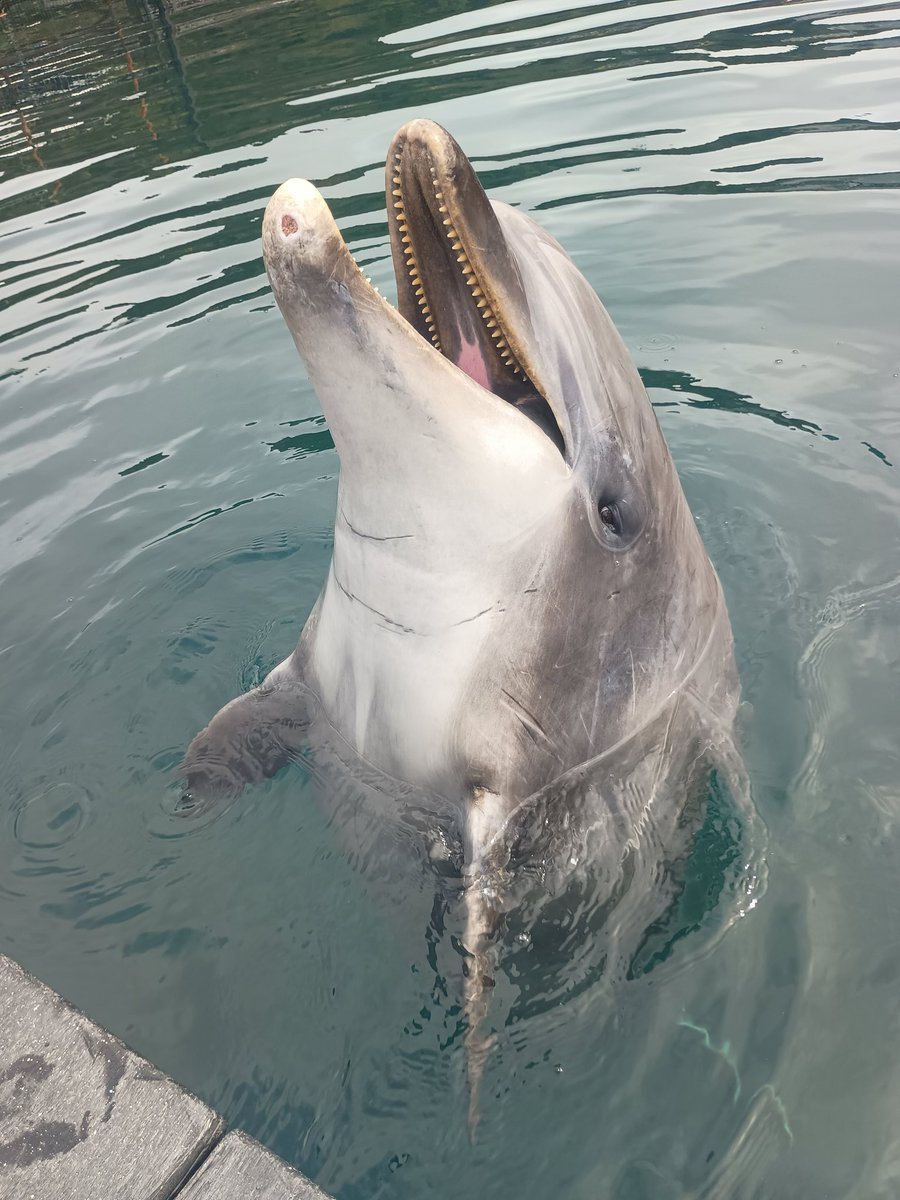 まぴころ tweet media