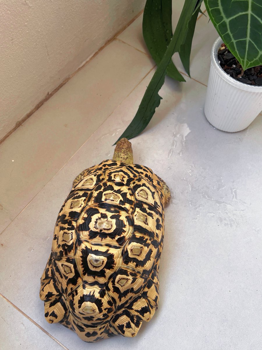 𝐒𝐮𝐩𝐞𝐫𝐙 tweet media