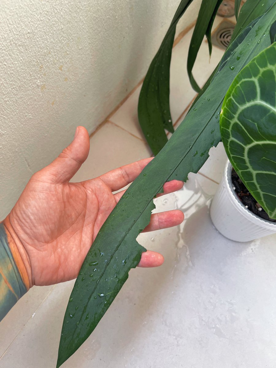 𝐒𝐮𝐩𝐞𝐫𝐙 tweet media