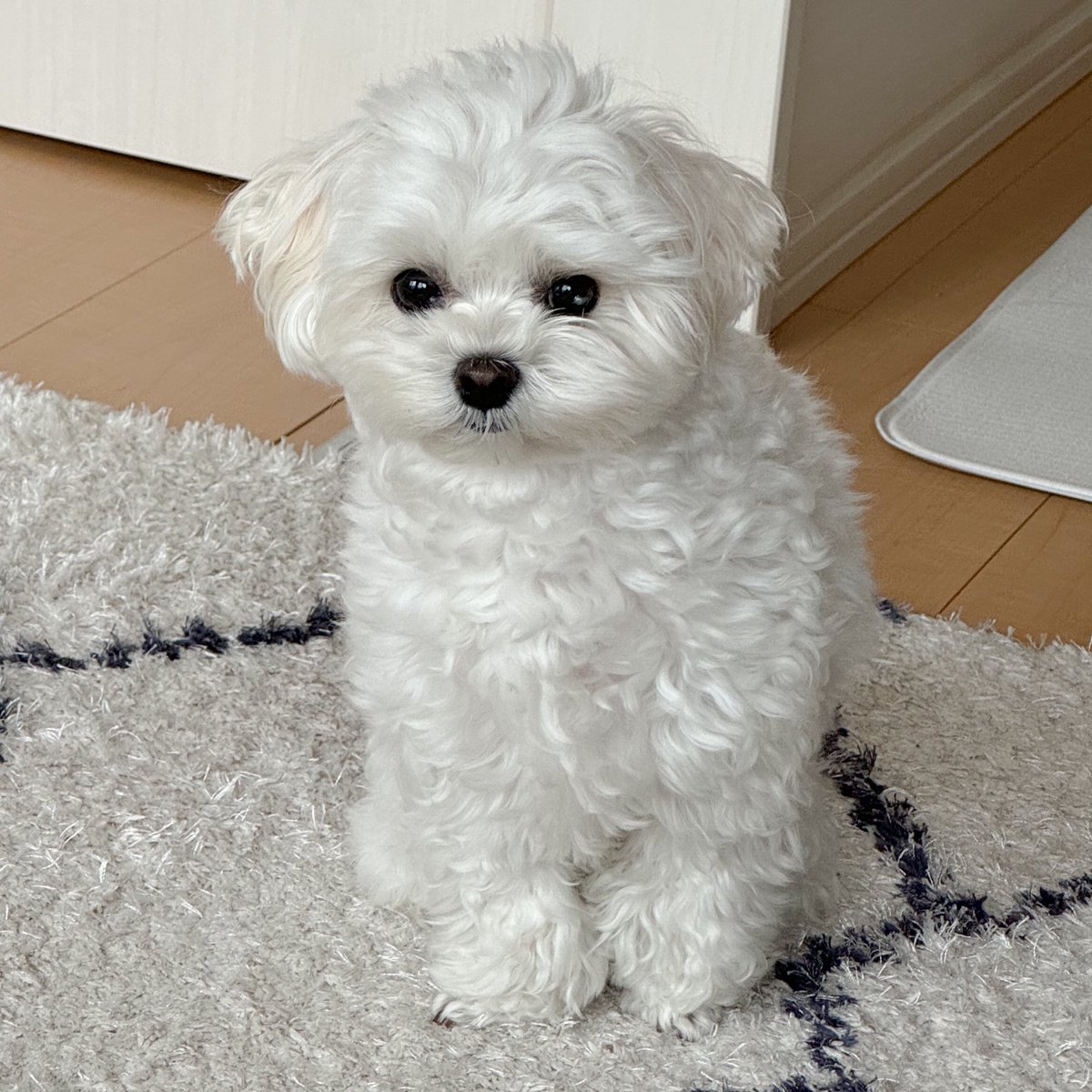 天使のイッヌ🐻‍❄️🪽 tweet media