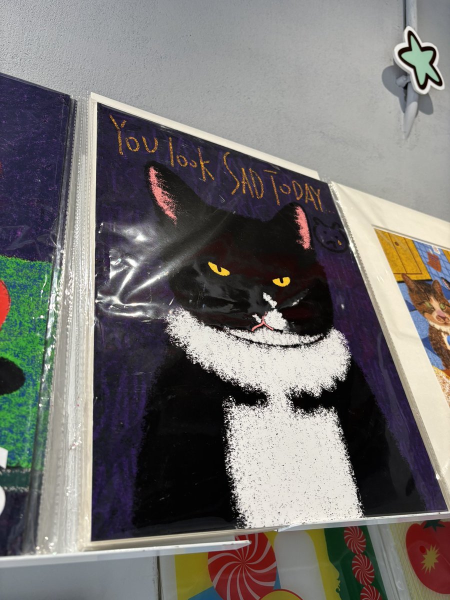 流浪猫 tweet media