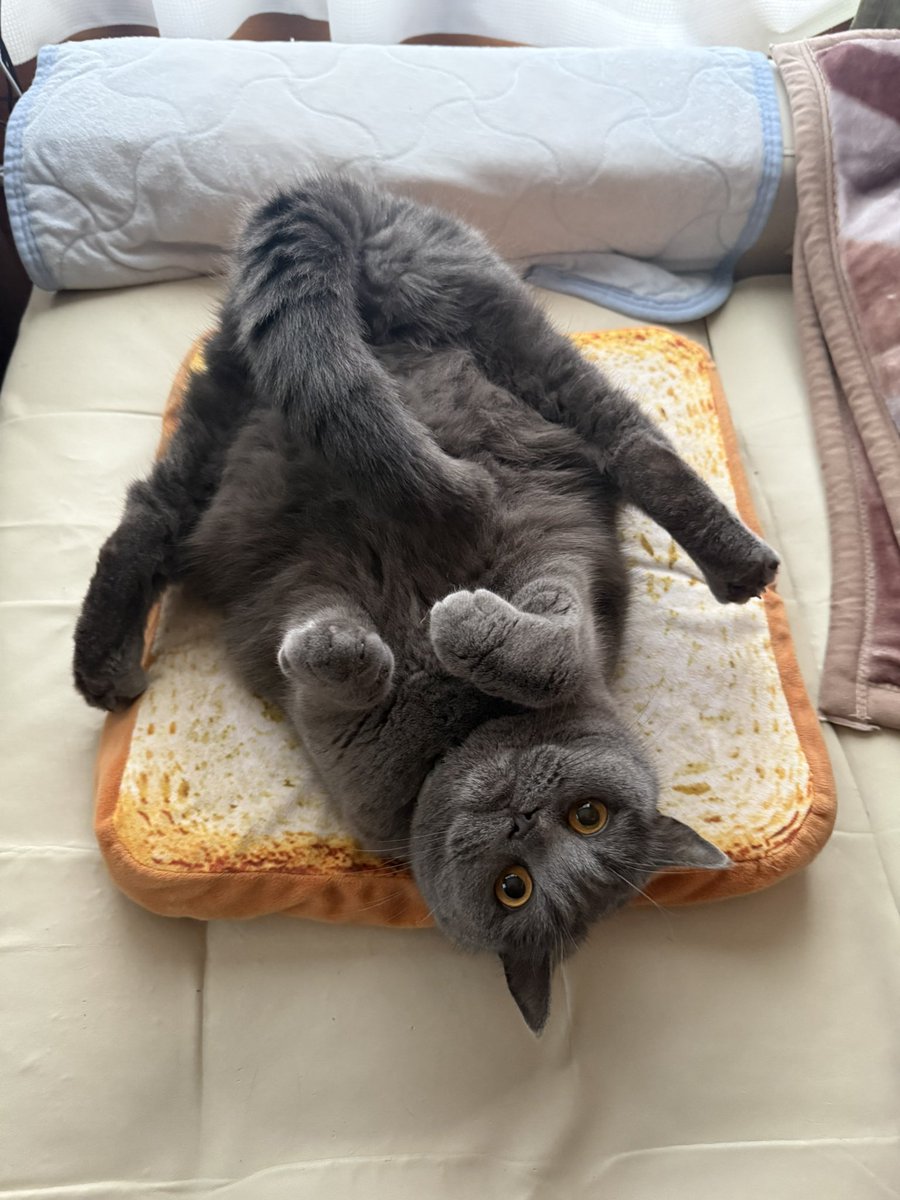 モカ猫 tweet media