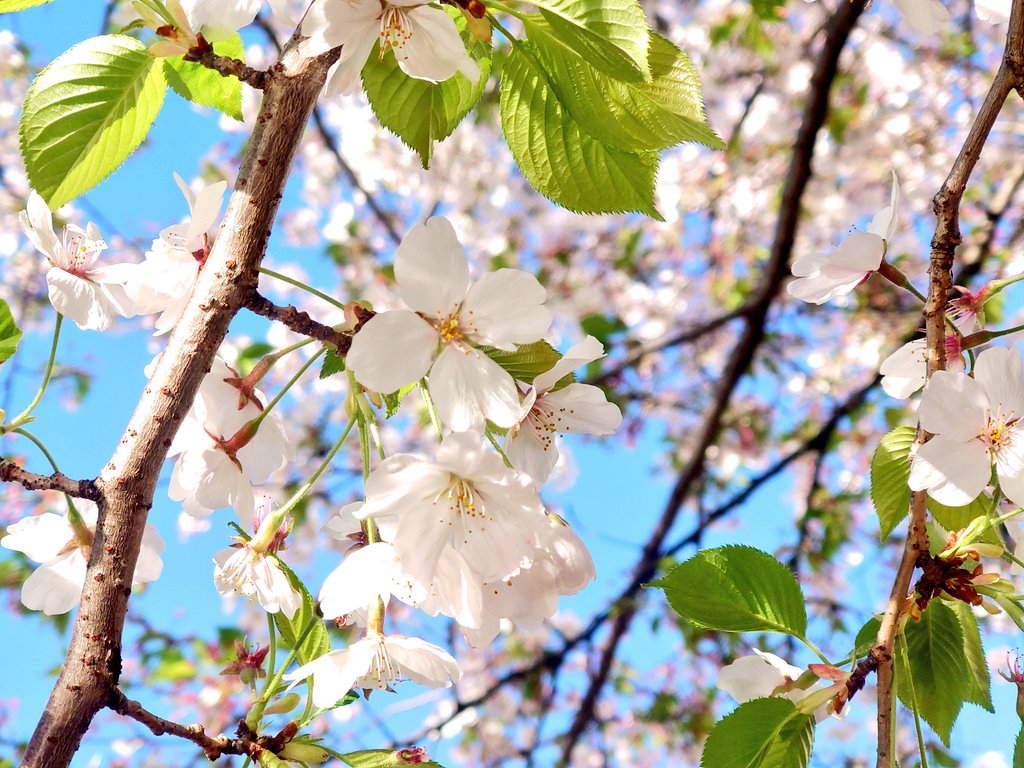 最強せつこ tweet media