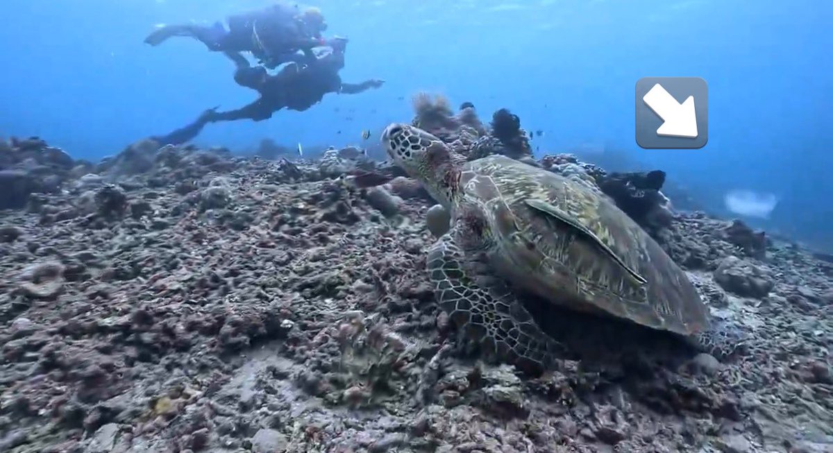 @網🪸 tweet media