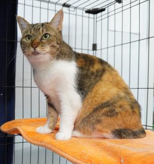 びーとも tweet media