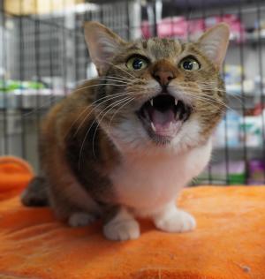 びーとも tweet media