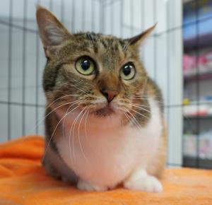 びーとも tweet media