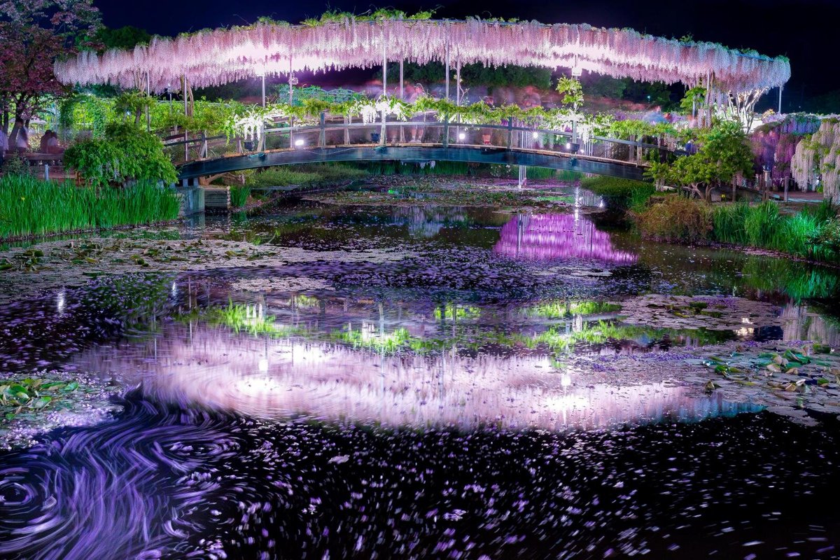 栃木のあしかがフラワーパークの「ふじのはな物語～大藤まつり2026～」💜🟣💜🟣💜
4/11～5/20
夜のライトアップ💡は4/18～