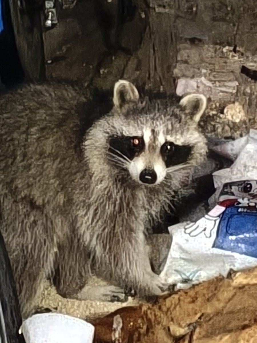 ゆべちゃんノマド(故障中) tweet media