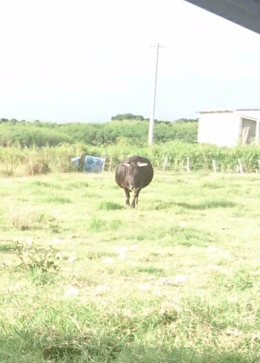 みたらし⏫ tweet media