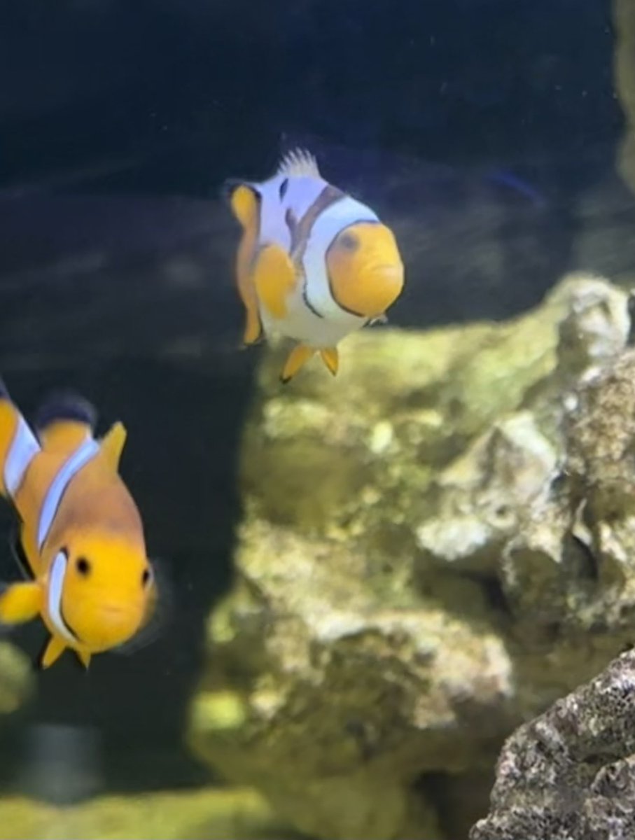 Niall Boylan tweet media