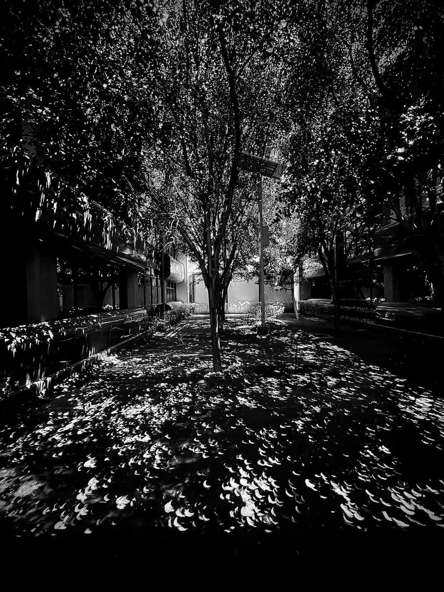 joanna333375101's tweet image. “While everyone looks up to witness the vastness,
the truth is already underfoot.
The infinite doesn’t demand attention-it slips through the smallest openings, and leaves itself scattered for those who don’t rush past.”

- Laura . 
#Eclipse2024 #CDMX #VivianaPineda #LuzYSombra