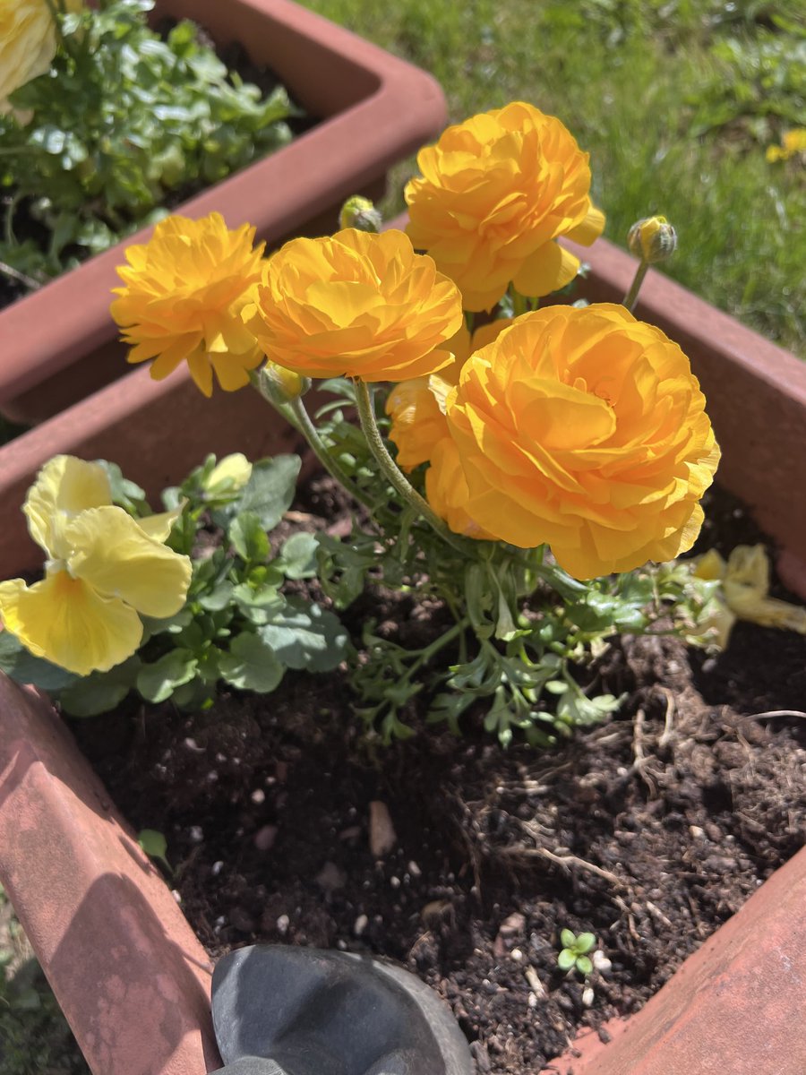 MStognieva's tweet image. Just moments from today #springvibe 
Enjoying weather  and gardening