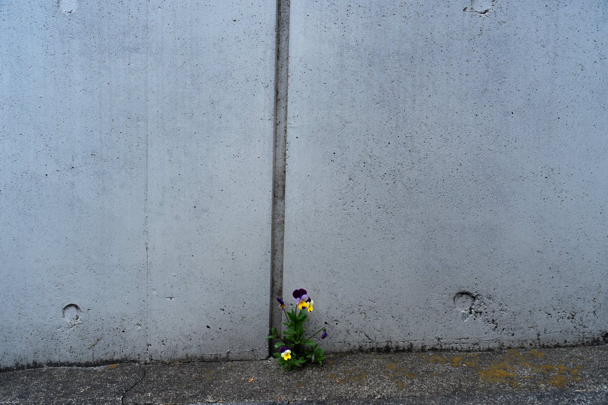 yuka1093's tweet image. 【東京カメラ 第218歩】配信中
都内の秘境 等々力渓谷から九品仏までお散歩スナップ。
YouTubeぜひ、ご覧ください📷😊
youtu.be/tfKG2bAI97c

#写真好きな人と繋がりたい
#写真撮ってる人と繋がりたい
#SonyAlpha