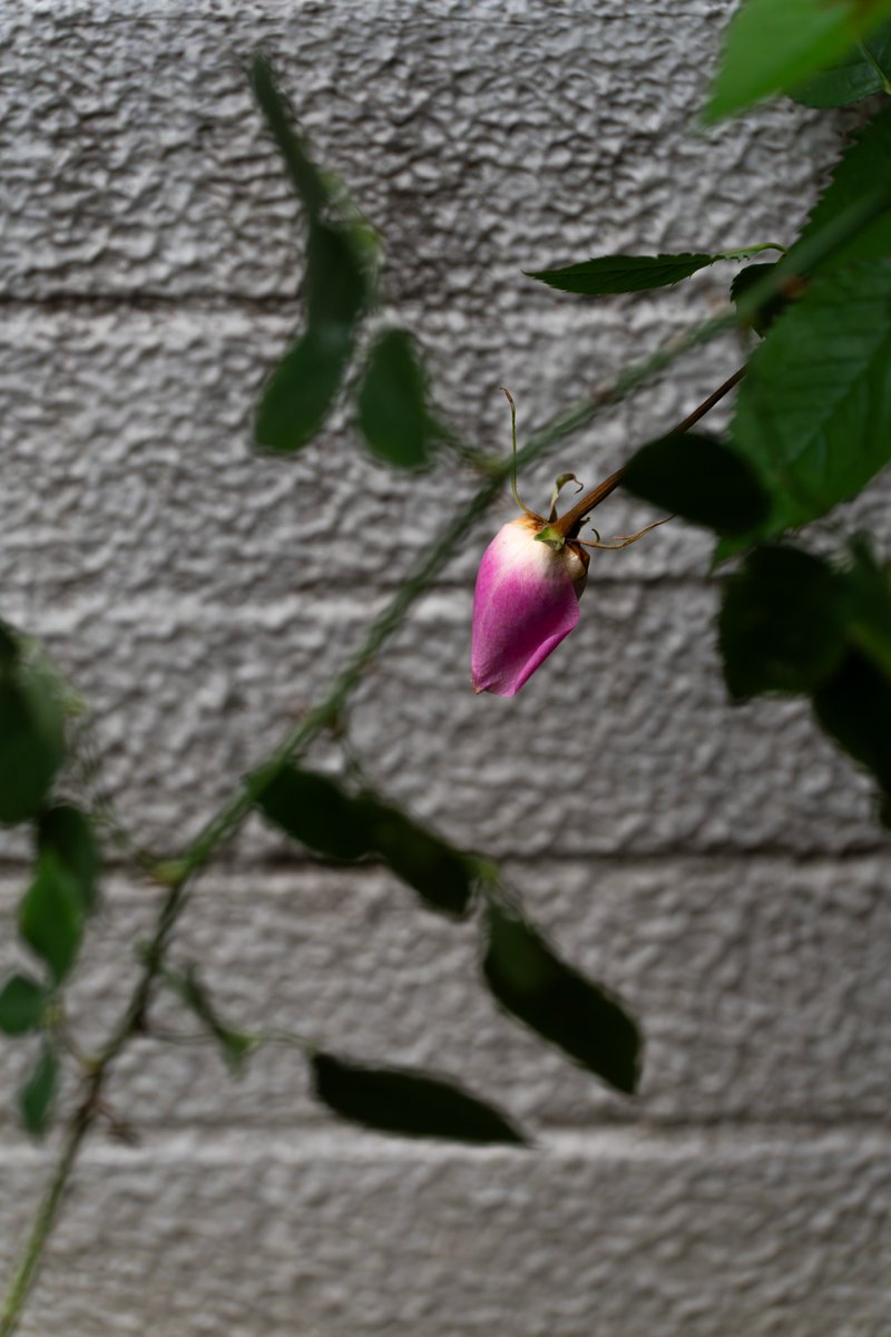 yuka1093's tweet image. 【東京カメラ 第218歩】配信中
都内の秘境 等々力渓谷から九品仏までお散歩スナップ。
YouTubeぜひ、ご覧ください📷😊
youtu.be/tfKG2bAI97c

#写真好きな人と繋がりたい
#写真撮ってる人と繋がりたい
#SonyAlpha