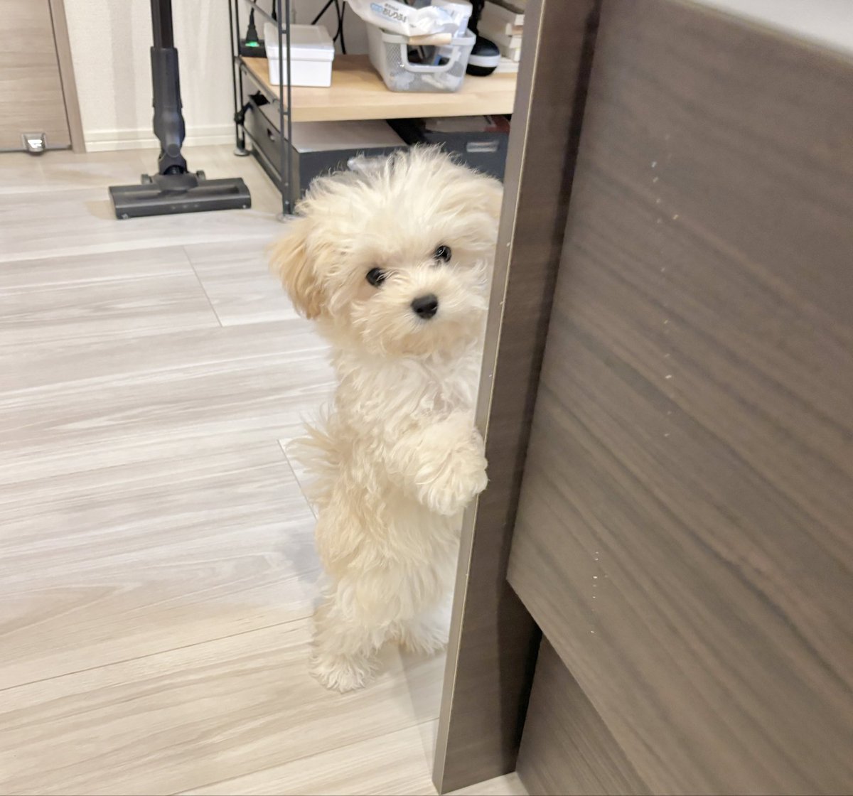 マルプーのぽてと tweet media