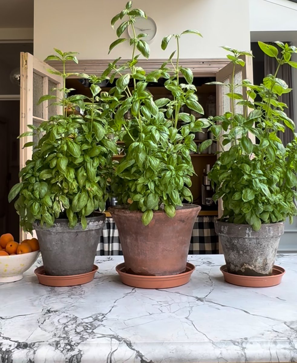 Elle Lookbook tweet media