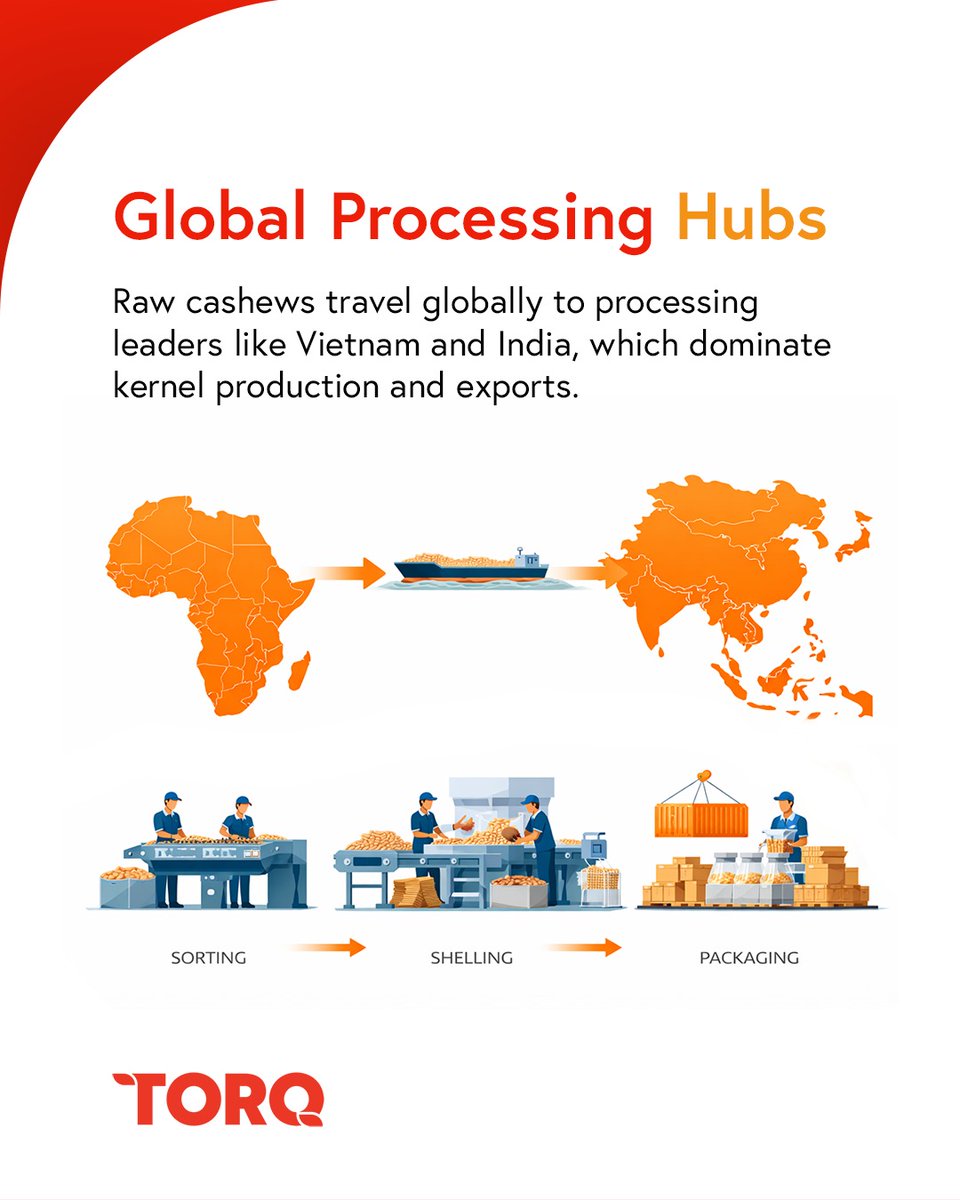 CommoditiesTorq's tweet photo. Cashew: a small nut with a global footprint
From Africa’s farms → processing hubs in Vietnam &amp; India → markets in Europe &amp; North America
A true driver of global agri trade.
#GlobalTrade #Cashew #SupplyChain https://t.co/dxfKfPQw0f
