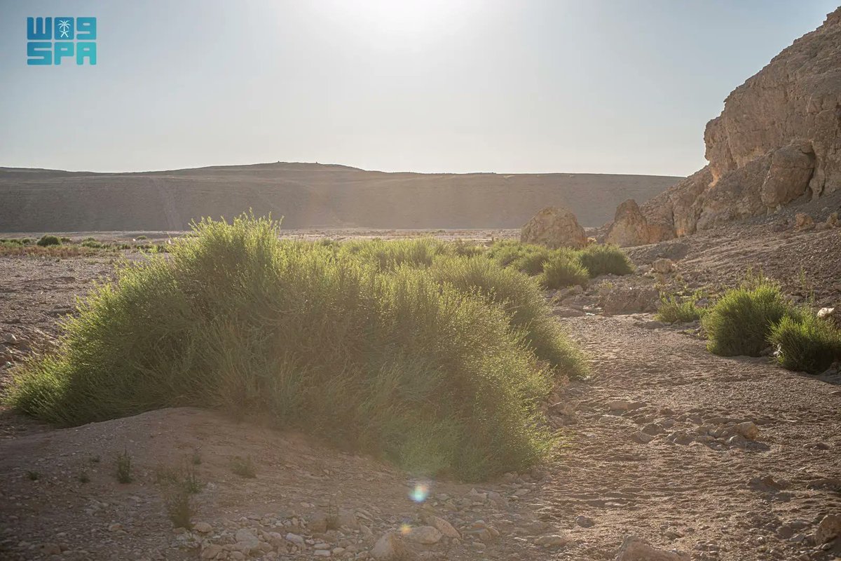 واس جودة الحياة tweet media