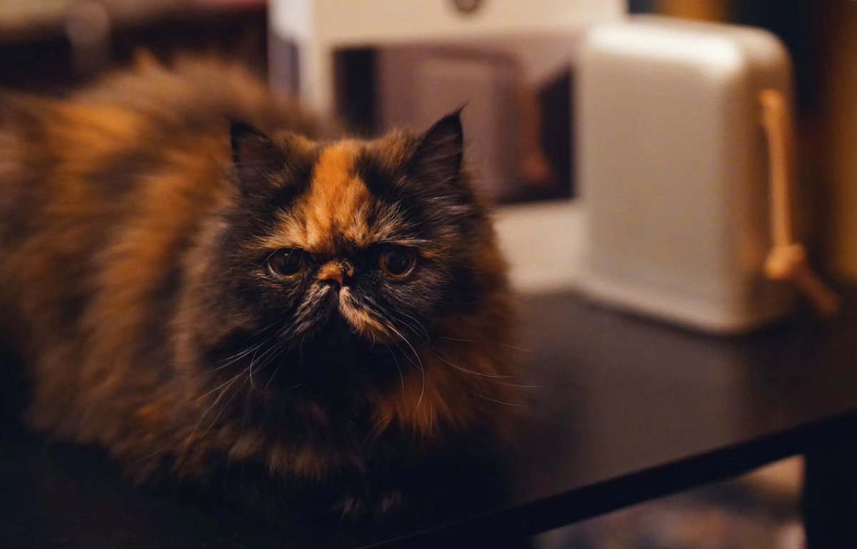 京姐京酱京老师 tweet media