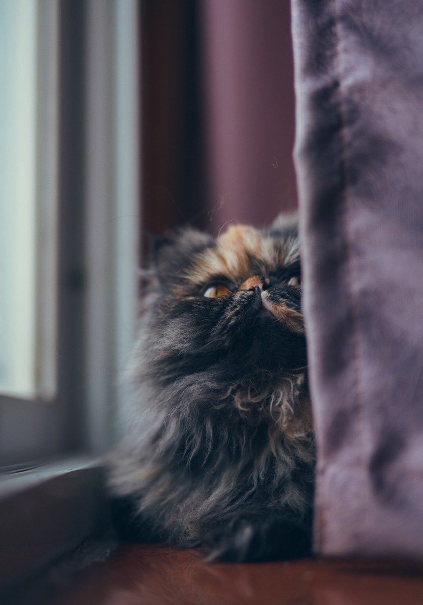 京姐京酱京老师 tweet media