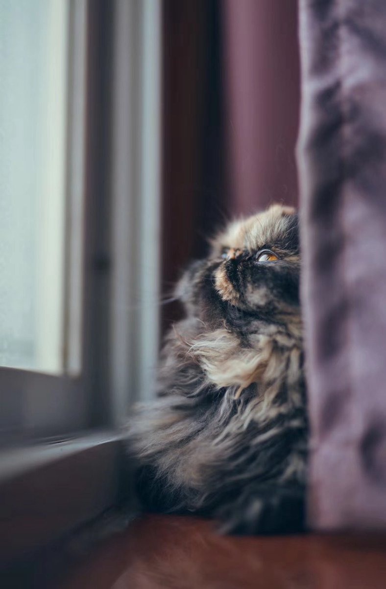 京姐京酱京老师 tweet media