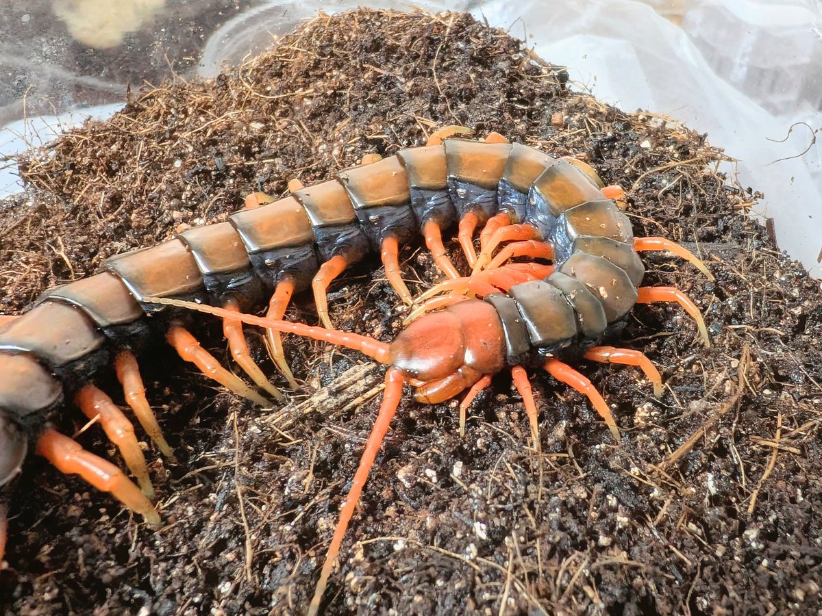 BUG.st(即売会でのリクエスト受付中) tweet media