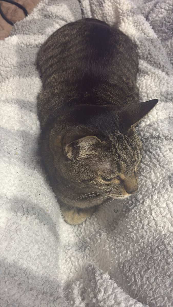 桐生みやび tweet media