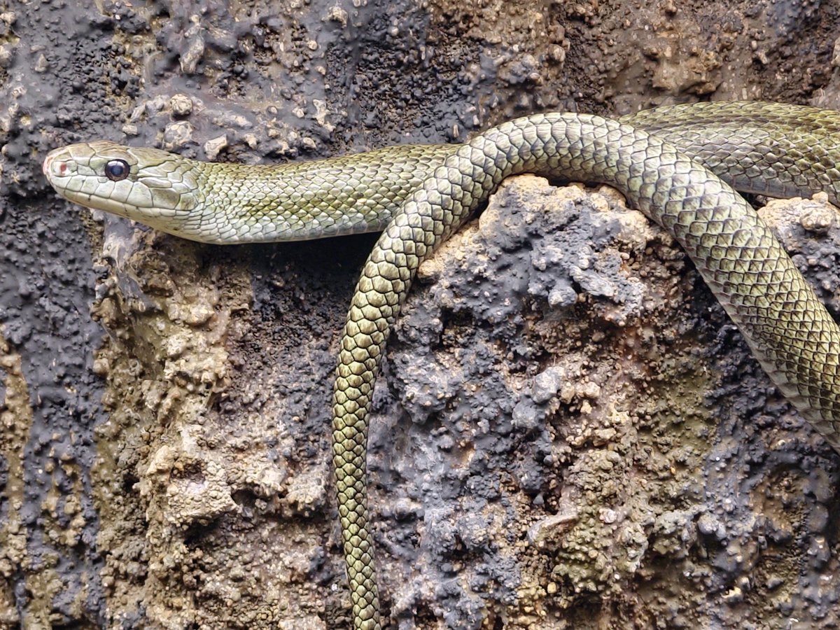 🦎ほら吹き大根🍜Vtuber tweet media