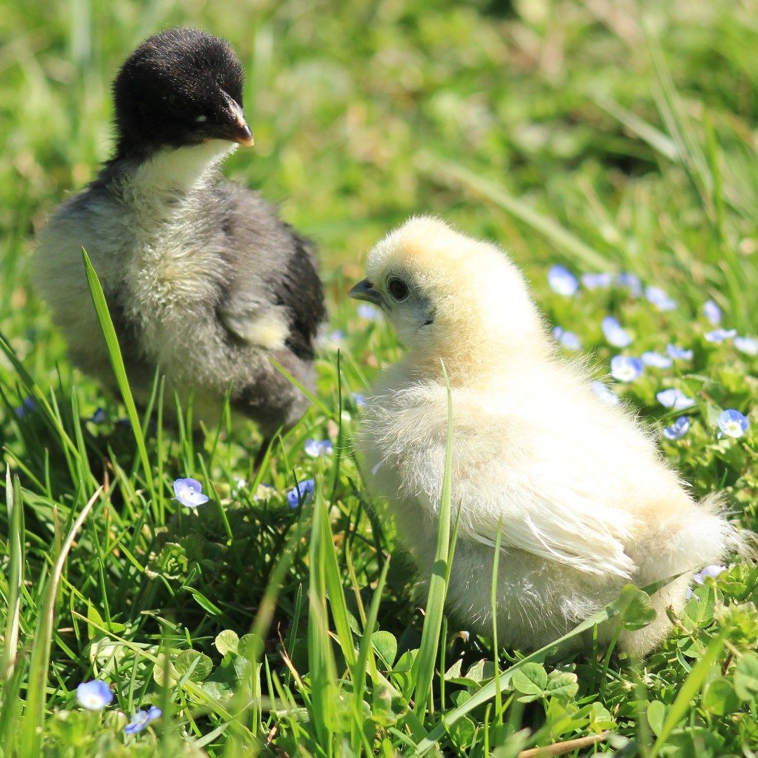 StrombergsBirds's tweet photo. We’re kicking off this week’s Friday Flock Feature with an adorable photo from Luke Hays.
Luke shared this sweet snapshot of his Silkie and Australorp chick duo, and it’s easy to see why they’ve stolen his heart!
#silkiechicks https://t.co/gTXUi6kmhj