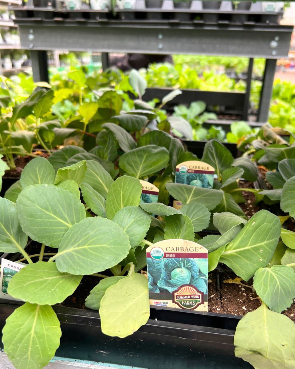 Hicks Nurseries tweet media