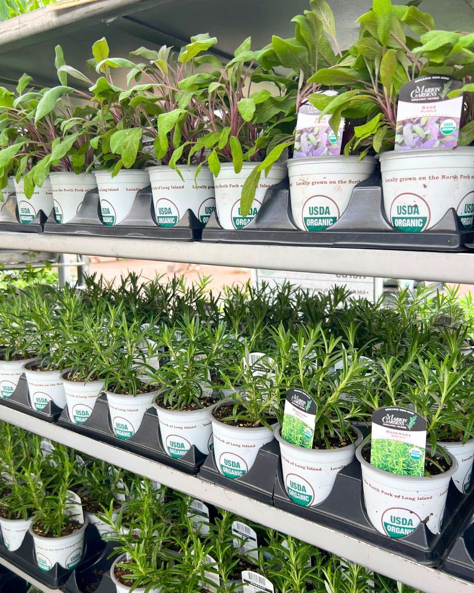 Hicks Nurseries tweet media